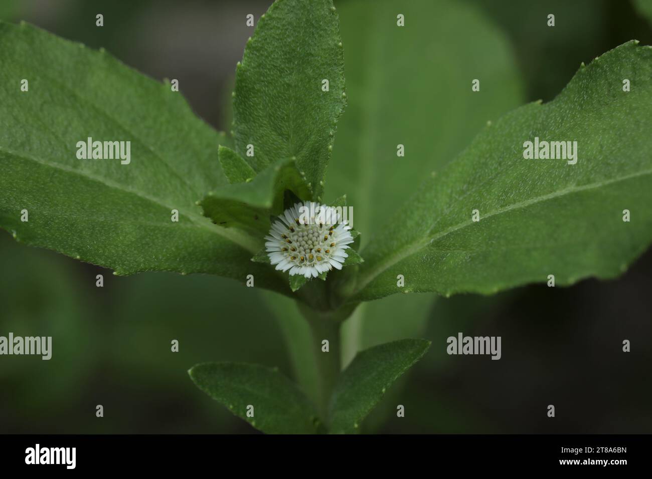 False daisy. Eclipta prostrata. Bhringraj. Yerba de tago. Small white blooming flower in garden. Stock Photo