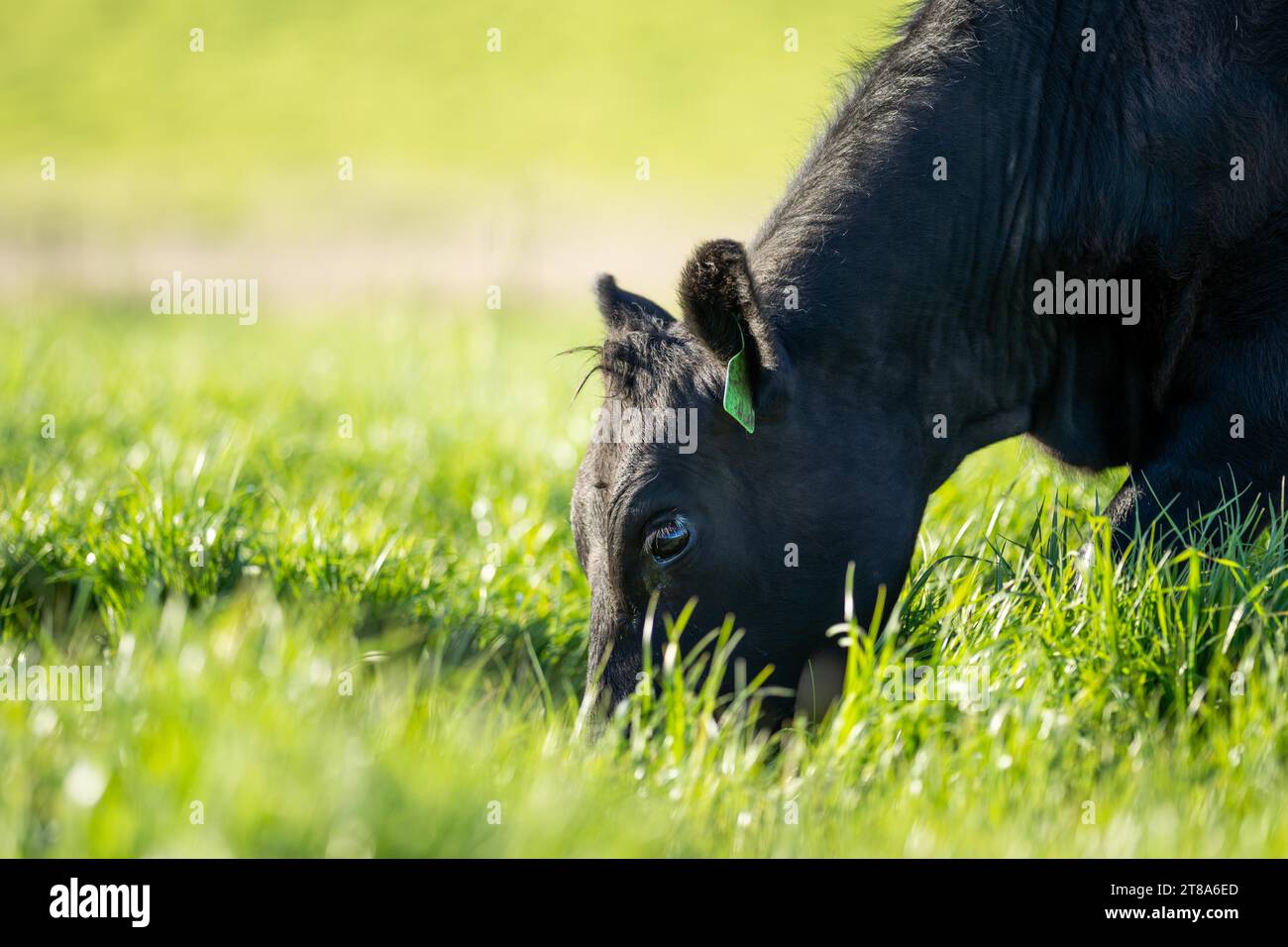 angus cow in a field close up in australia Stock Photo - Alamy
