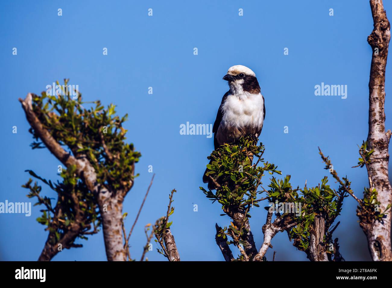 White crowned Shrike standing on a bush isolated in blue sky in Kruger National park, South Africa ; Specie Eurocephalus anguitimens family of Laniida Stock Photo