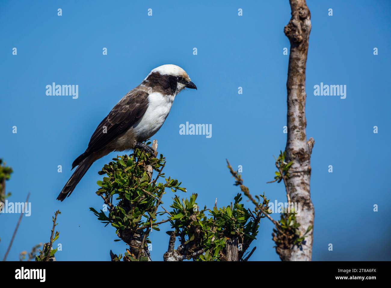 White crowned Shrike standing on a bush isolated in blue sky in Kruger National park, South Africa ; Specie Eurocephalus anguitimens family of Laniida Stock Photo