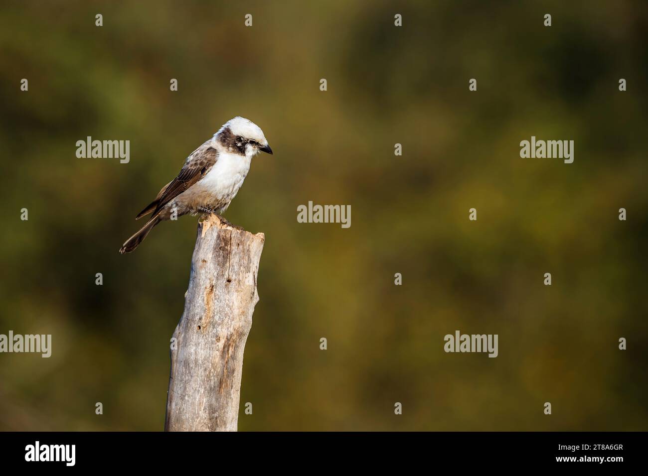 White crowned Shrike standing on a log isolated in natural background in Kruger National park, South Africa ; Specie Eurocephalus anguitimens family o Stock Photo