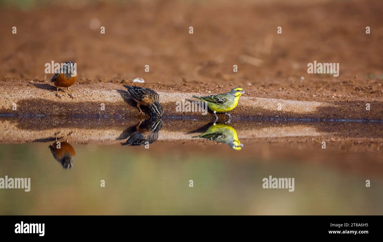 Yellow fronted Canary and Cinnamon breasted Bunting at waterhole in Kruger National park, South Africa ; Specie Crithagra mozambica family of Fringill Stock Photo