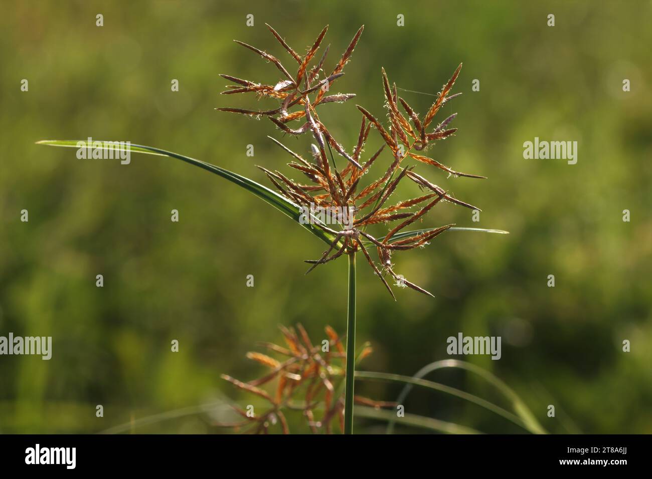 Closeup of nature. Brown grass, Blurred background. Nut grass. Stock Photo