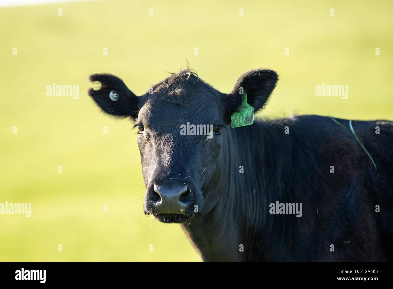 angus cow in a field close up in australia Stock Photo - Alamy