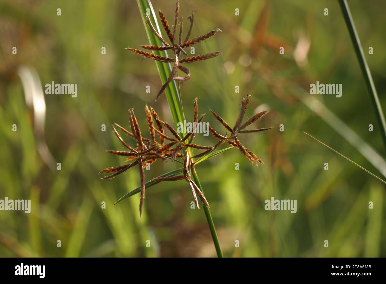 Closeup of nature. Brown grass, Blurred background. Nut grass. Stock Photo