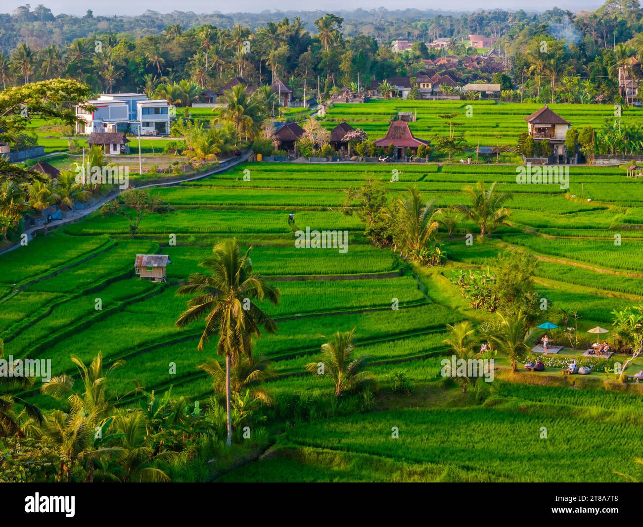 Aerial drone view of rice fields and Ubud city, Bali island, Indonesia ...