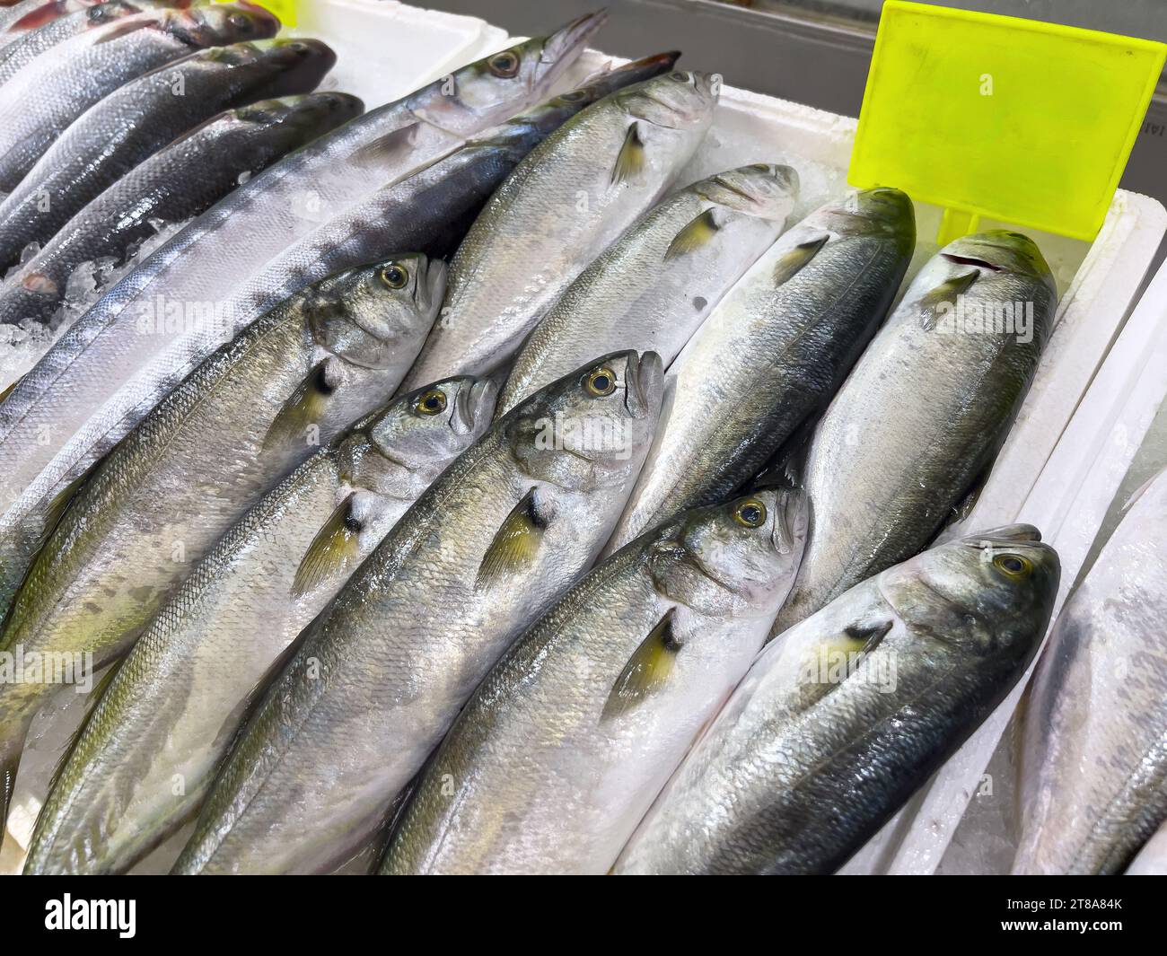 Freshly caught bluefish lined up on the counter at the fish market Stock Photo