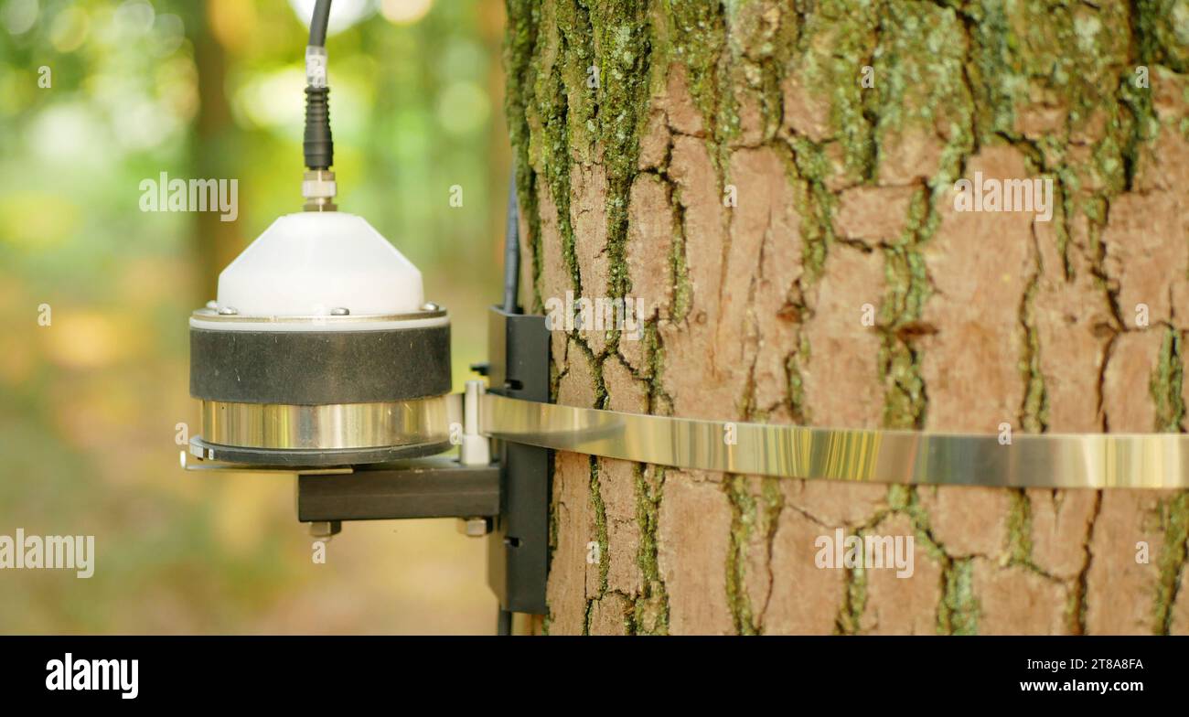 Scientific dendrometer fire forest risk measurement early warning systems, monitoring forecast