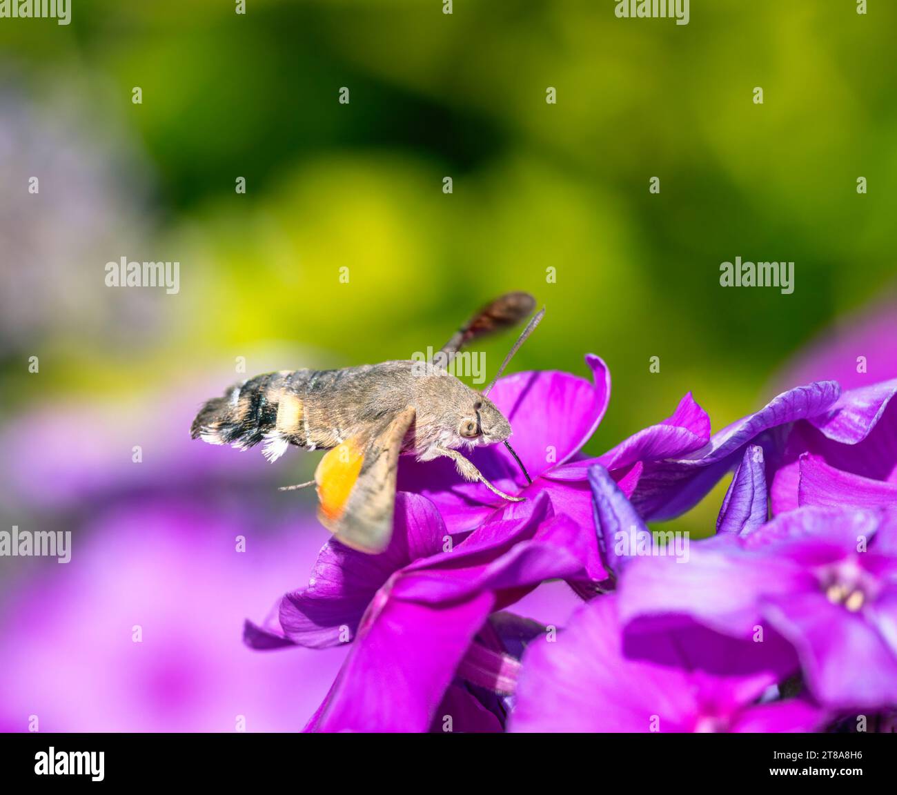 Macro of a hummingbird hawkmoth flying to a flower Stock Photo