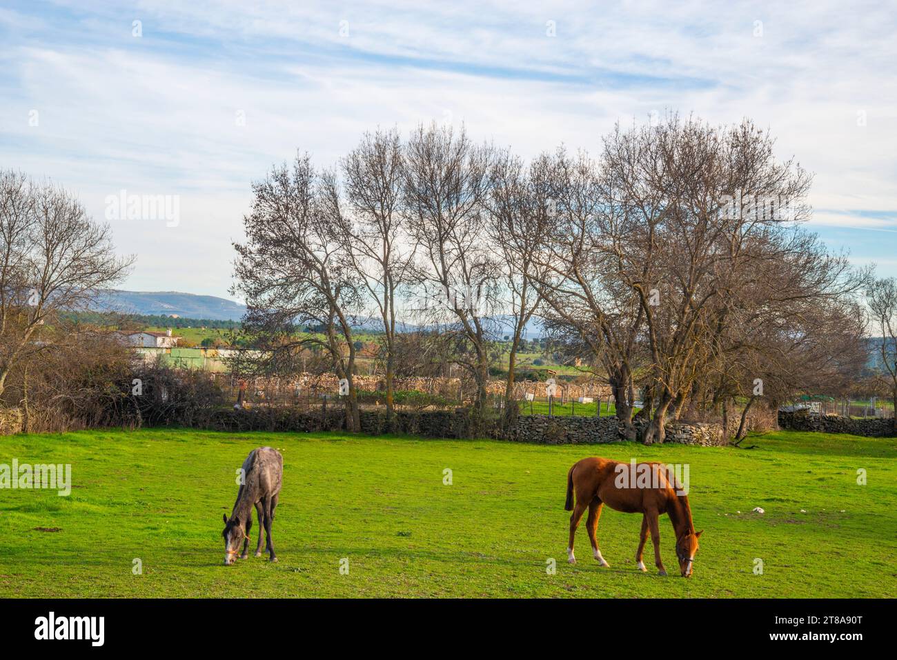 Two horses in a meadow. Gandullas, Madrid province, Spain. Stock Photo