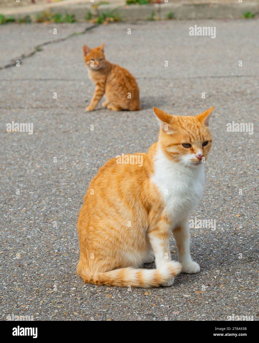 Stray cats. Stock Photo