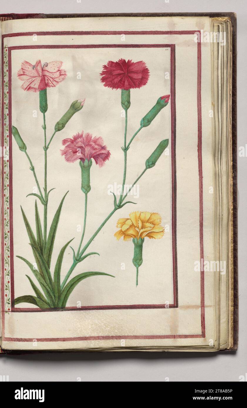 Carnations, folio 31 (recto), from Florilegium (A Book of Flower Studies), 1608. France. Watercolor, ink, silver and gold over occasional traces of pencil, on vellum; sheet: 31.1 x 20.2 cm (12 1/4 x 7 15/16 in.). Stock Photo