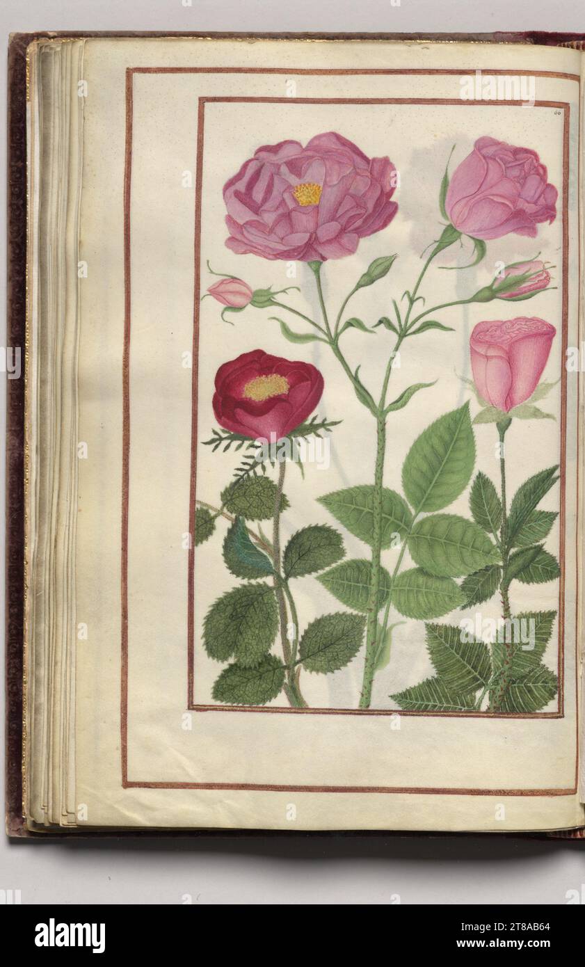 Roses, folio 33 (verso), from Florilegium (A Book of Flower Studies), 1608. France. Watercolor, ink, silver and gold over occasional traces of pencil, on vellum; sheet: 31.1 x 20.2 cm (12 1/4 x 7 15/16 in.). Stock Photo