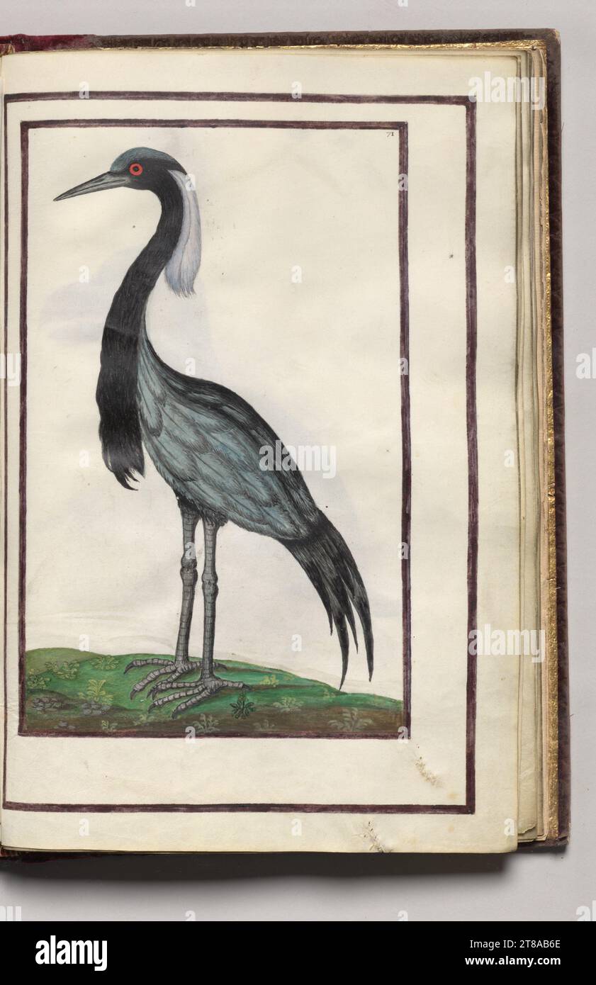 Heron, folio 36 (recto), from Florilegium (A Book of Flower Studies), 1608. France. Watercolor, ink, silver and gold over occasional traces of pencil, on vellum; sheet: 31.1 x 20.2 cm (12 1/4 x 7 15/16 in.). Stock Photo