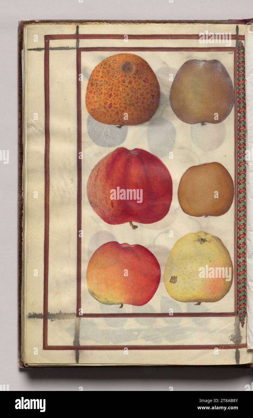 Apples, folio 48 (verso), from Florilegium (A Book of Flower Studies), 1608. France. Watercolor, ink, silver and gold over occasional traces of pencil, on vellum; sheet: 31.1 x 20.2 cm (12 1/4 x 7 15/16 in.). Stock Photo