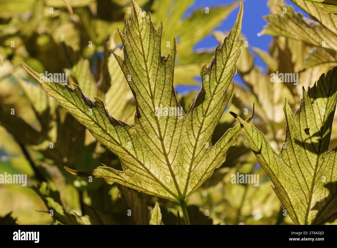 The backlit leaves of Acer pseudoplatanus 'Brilliantissimum' Stock Photo
