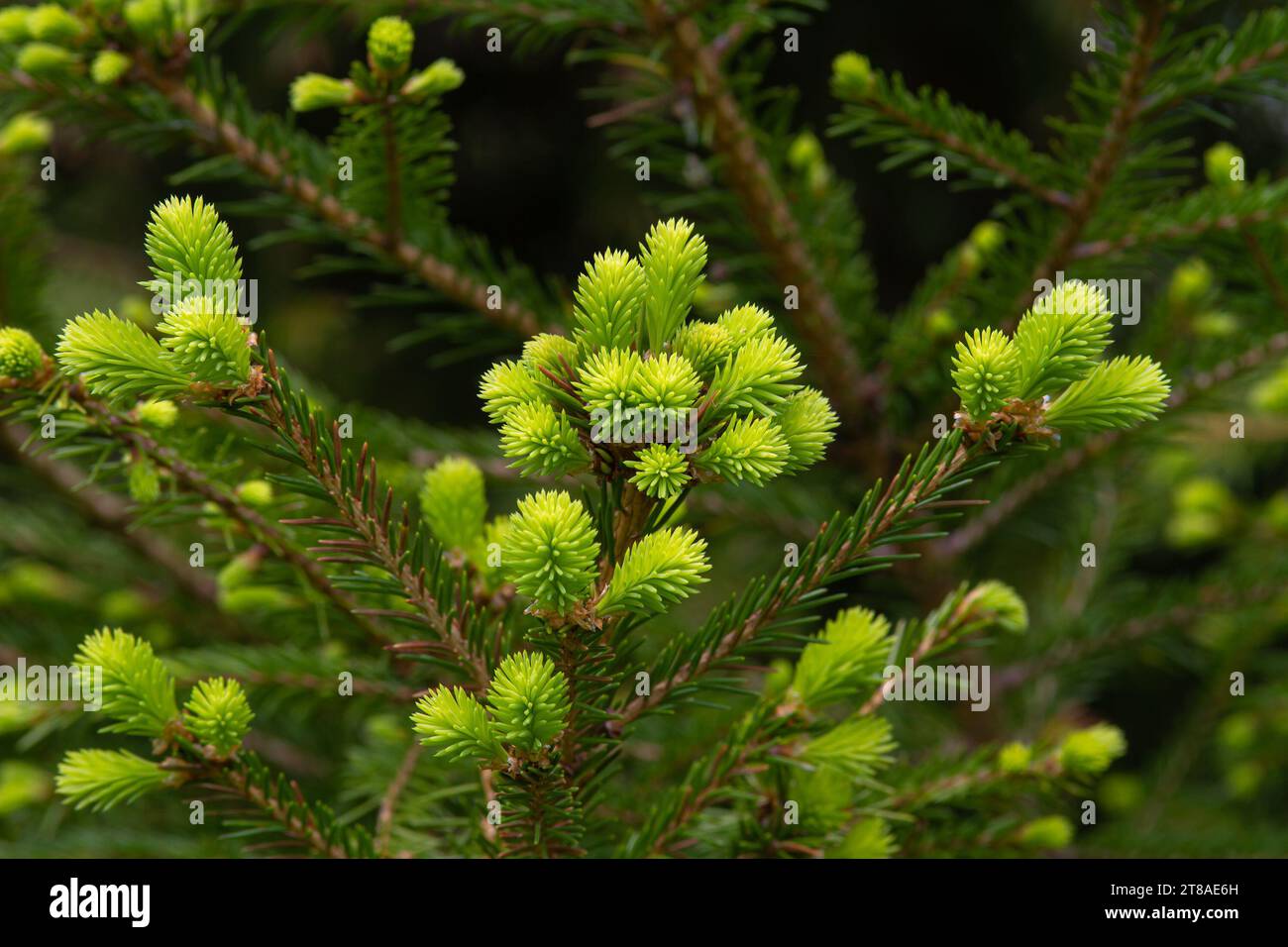 young green shoots appeared on the branch of the fir tree in the spring Stock Photo