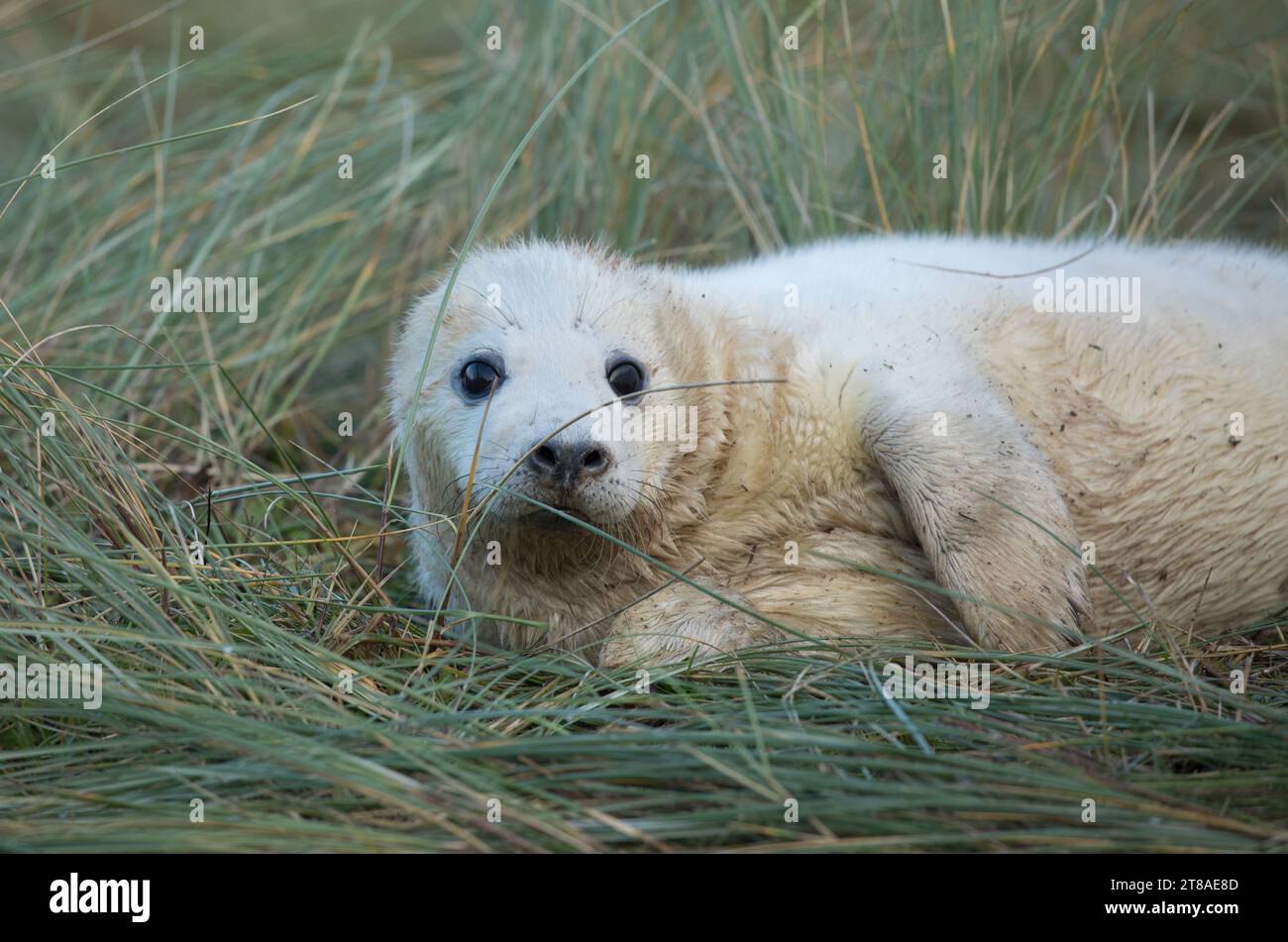 Grey Seal Pup, Donna Nook, Lincolnshire, UK Stock Photo