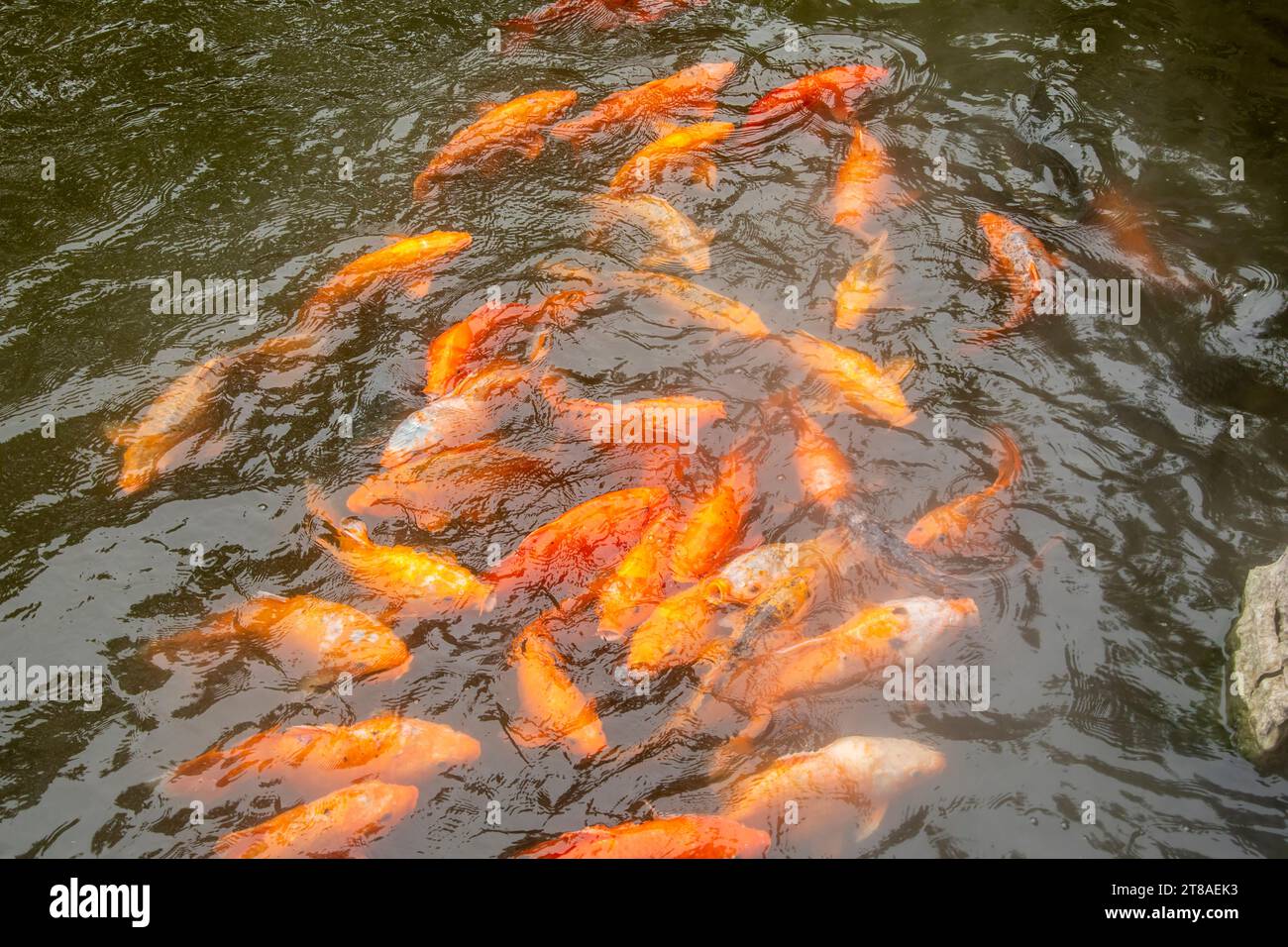 A lot of Koi fish in the pond of Yu Garden. It is an extensive Chinese garden located beside the City God Temple in the northeast of the Old City Stock Photo