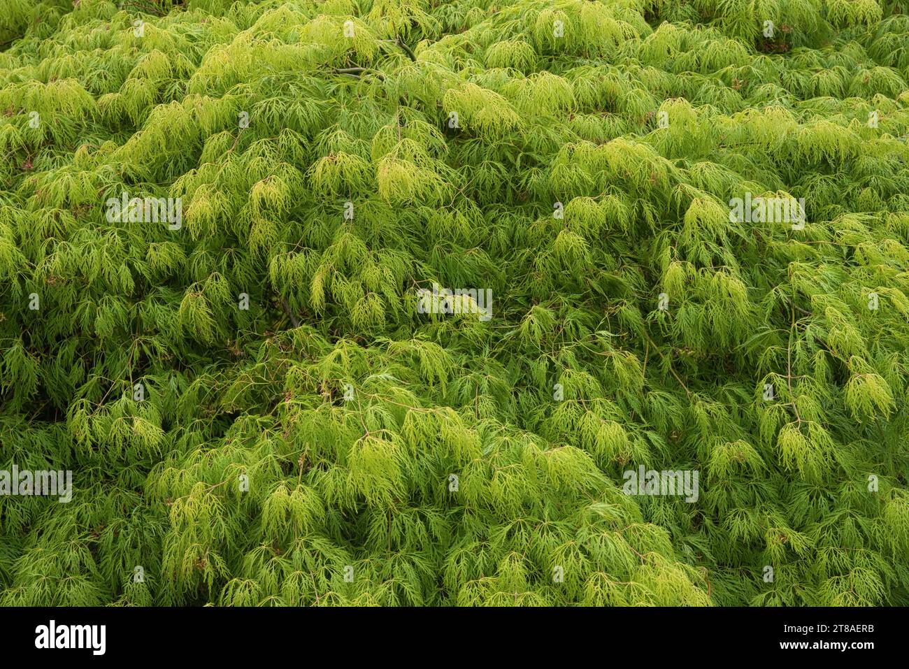 un Acer palmatum Dissectum Erable du Japon lacinié - an Acer palmatum Dissectum Japanese maple laciniate Stock Photo