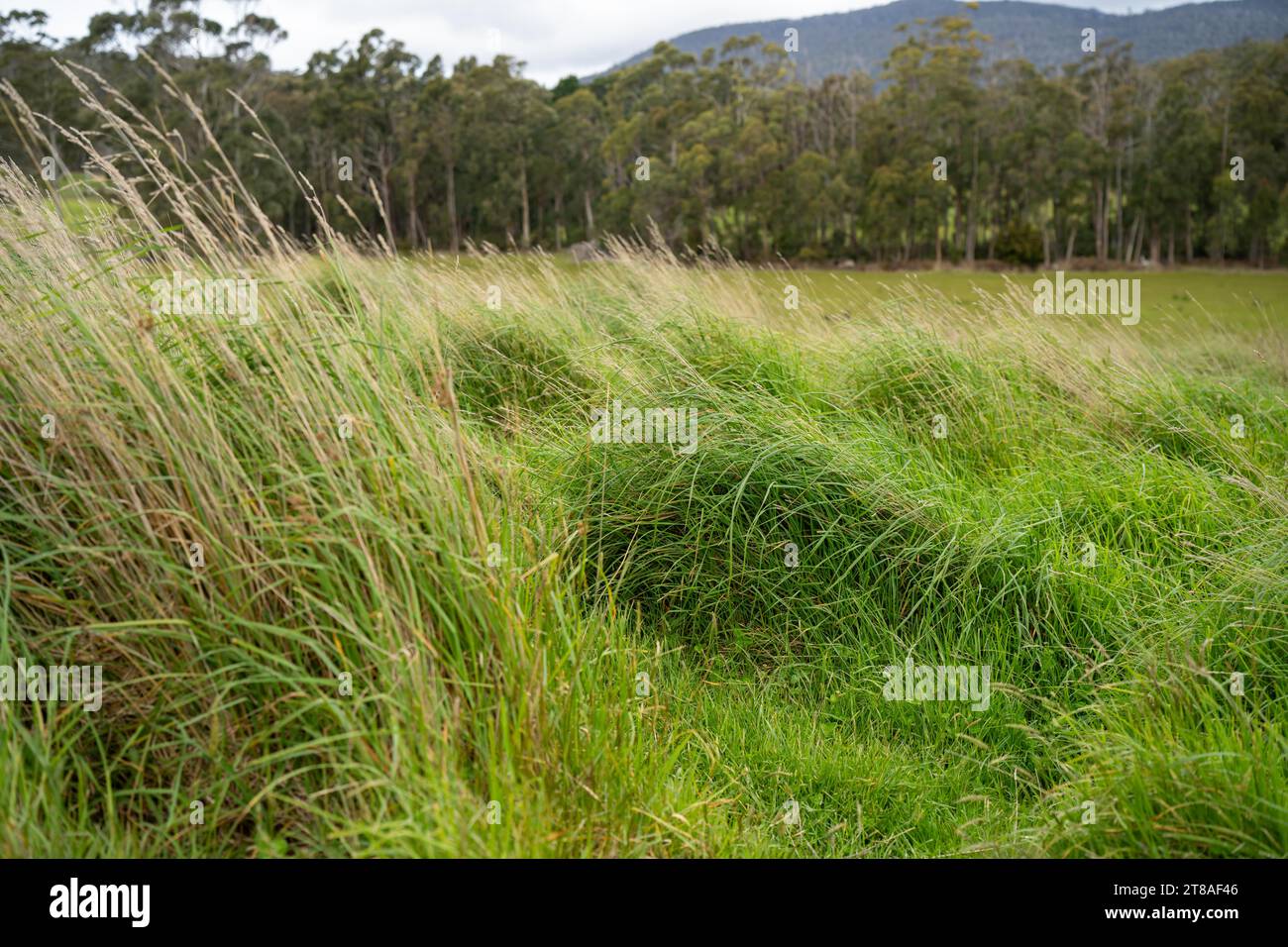 pasture and grass in a paddock on a regenerative organic flowers Stock Photo