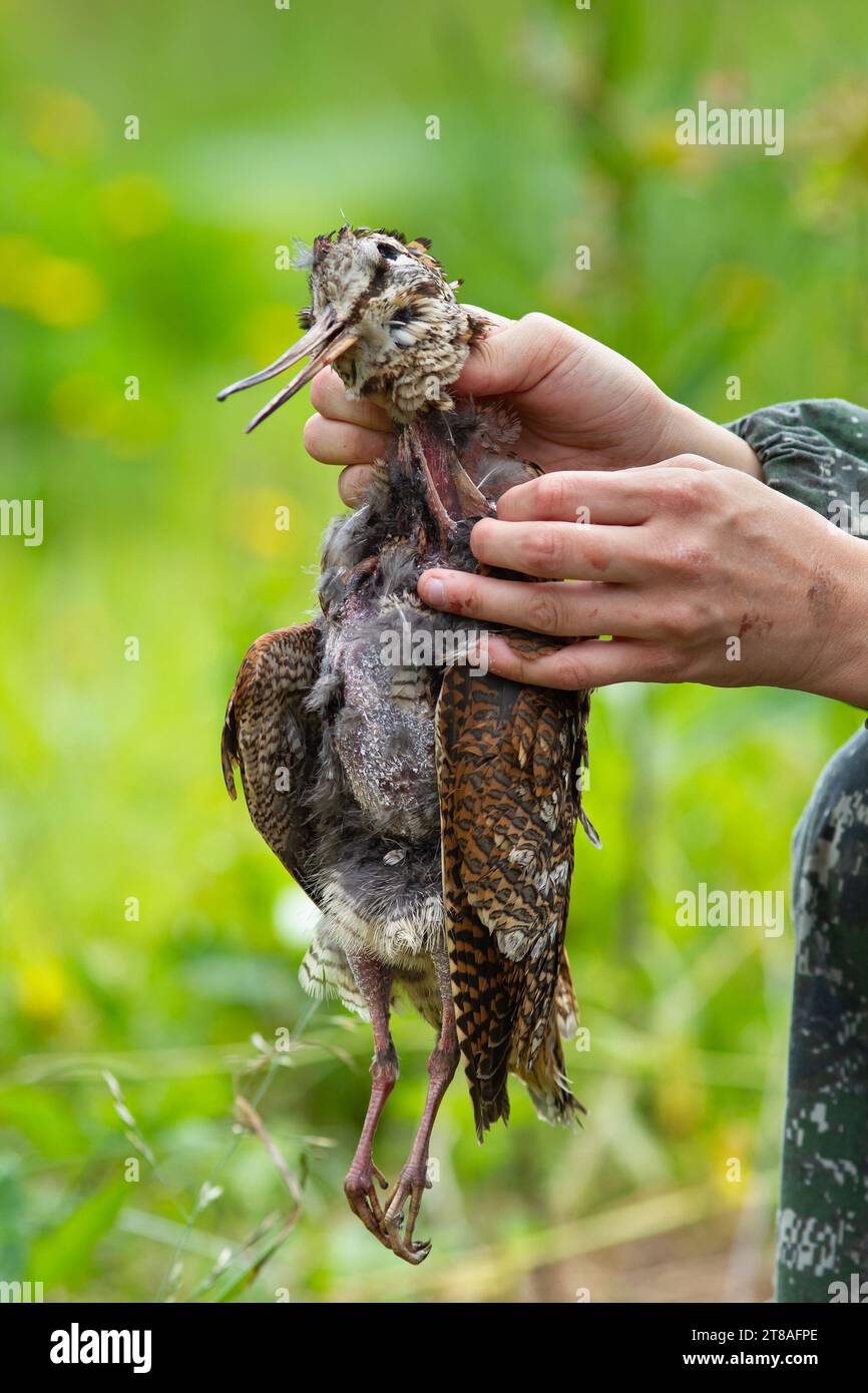 hands of a hunter plucking a wild woodcock after hunting Stock Photo