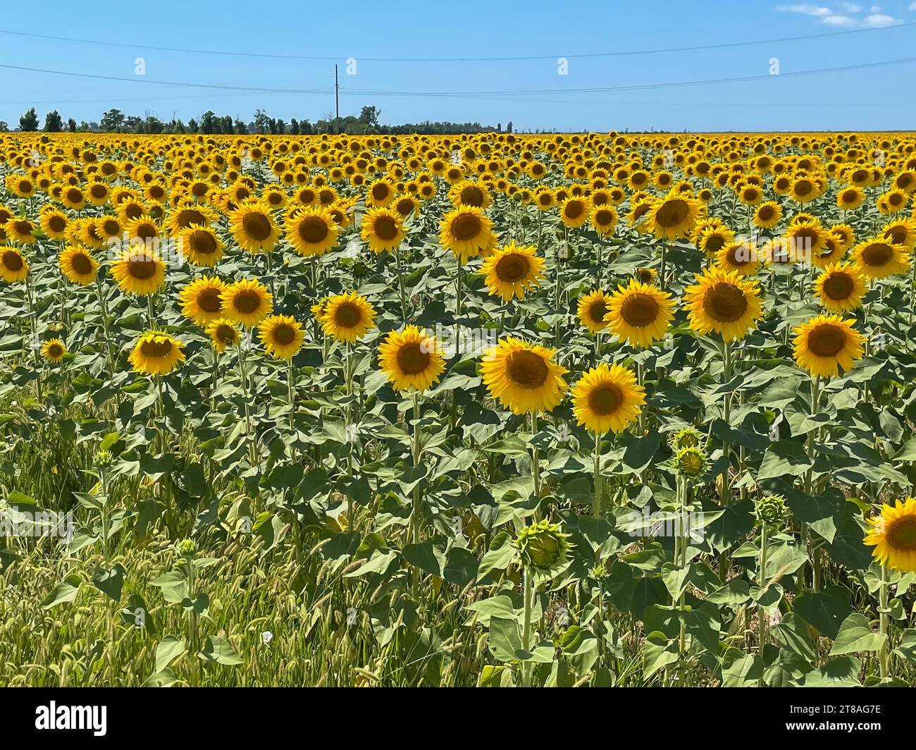 lots of yellow sunflowers on the field yellow flowers nature field sky ...