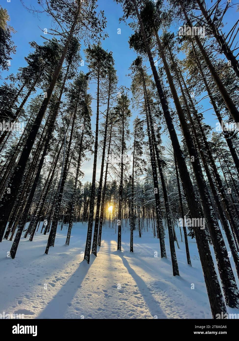 forest in winter tall trees in the snow nature park Stock Photo - Alamy