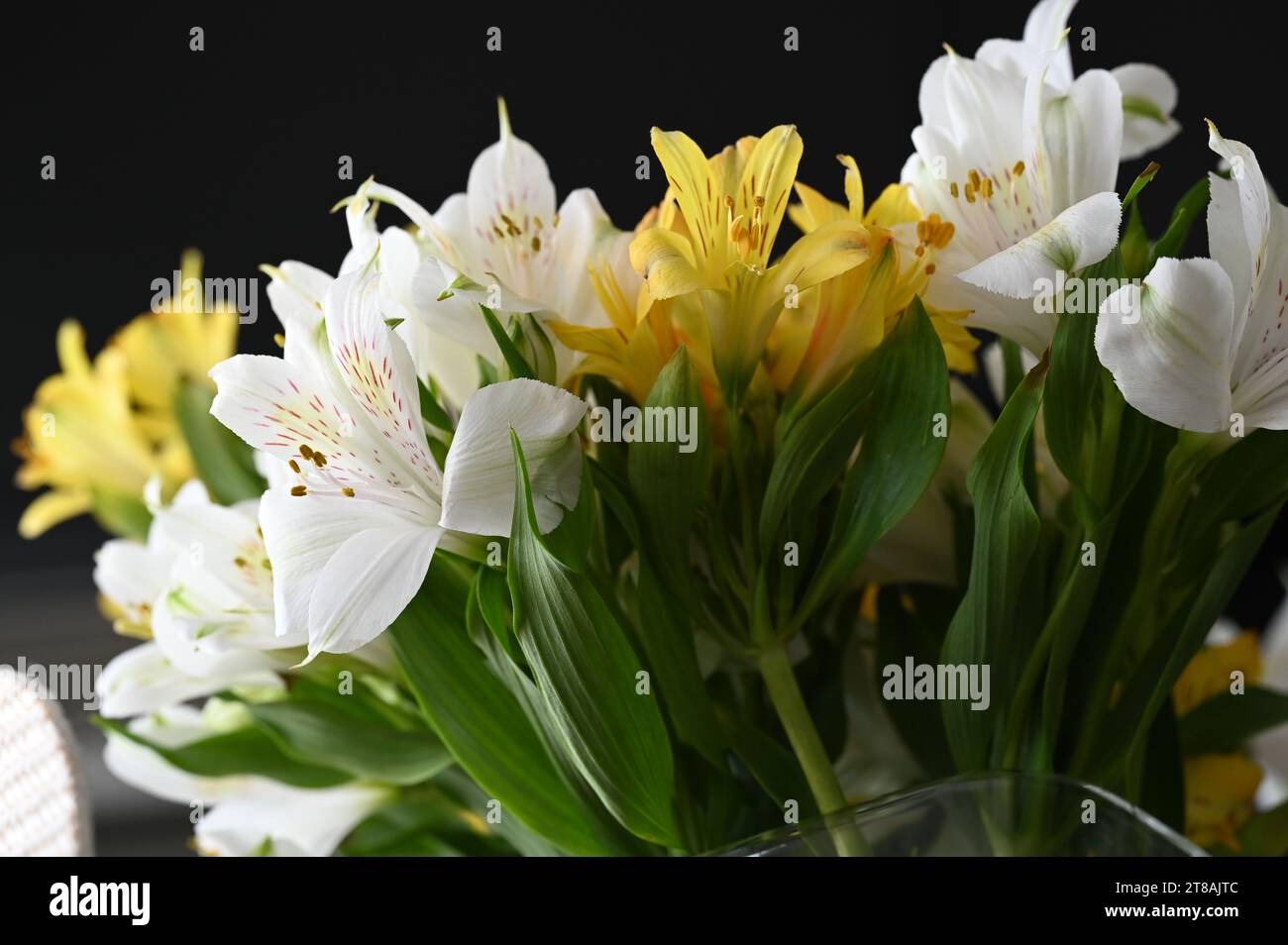 Colorful Alstroemeria of South American flowering plants Stock Photo
