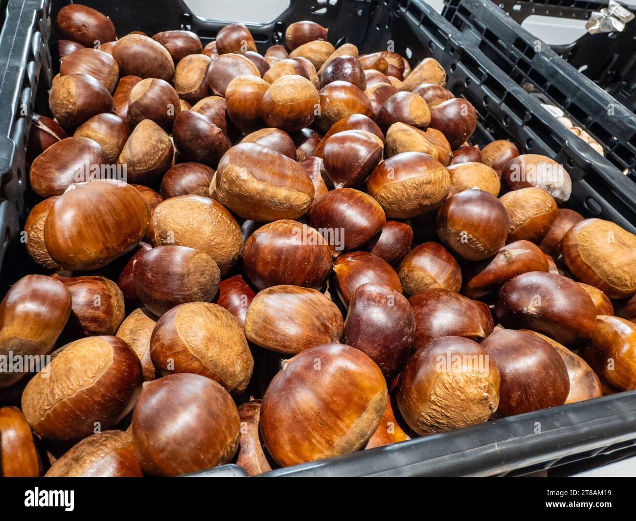 Bavaria, Germany - November 9, 2023: fresh chestnuts in a black box in a food supermarket *** frische Maronen in einer schwarzen Kiste in einem Lebensmittel Supermarkt Credit: Imago/Alamy Live News Stock Photo
