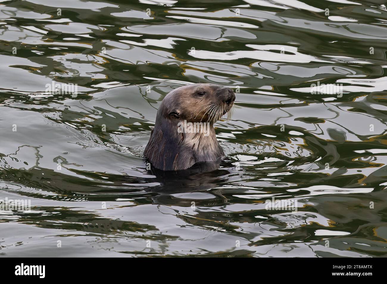Sea otter (Enhydra lutris) in Morro Bay, California. Head visible above the water. Stock Photo