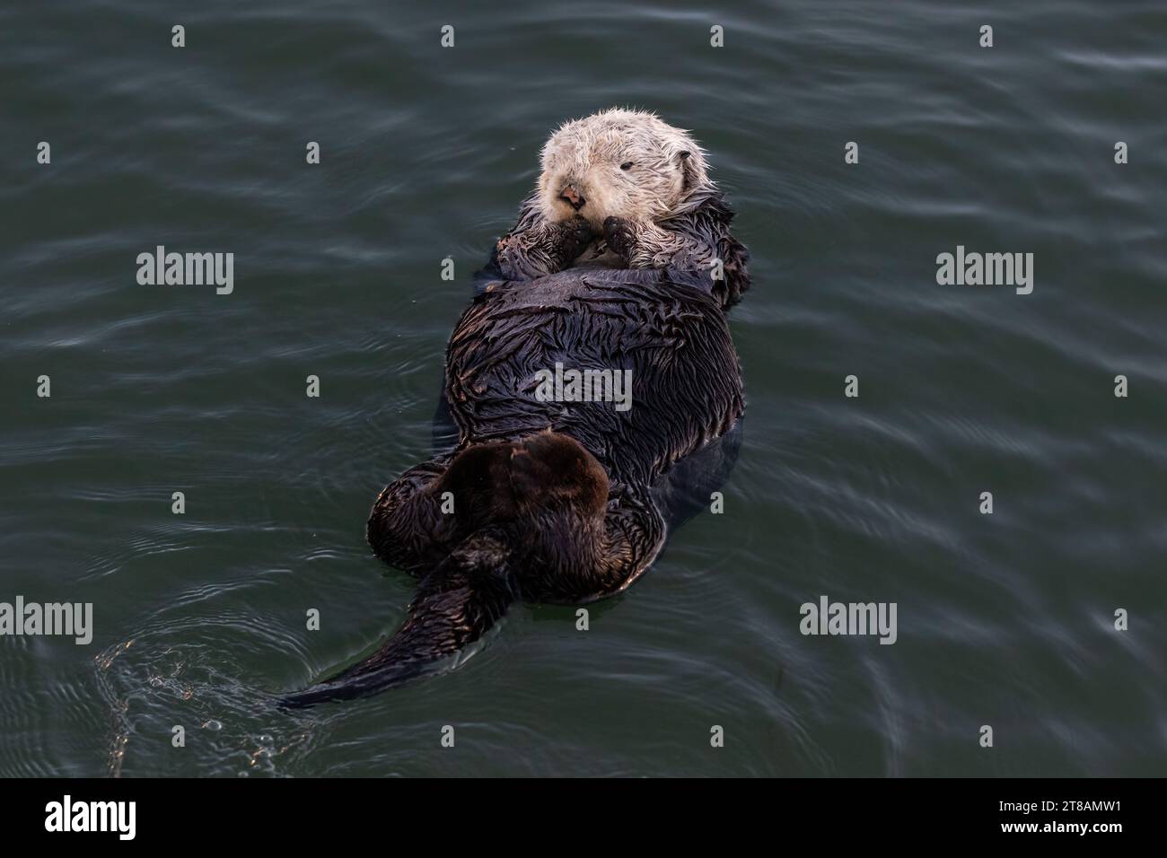 Sea otter (Enhydra lutris) Floating on its back, in Morro Bay, California. Stock Photo