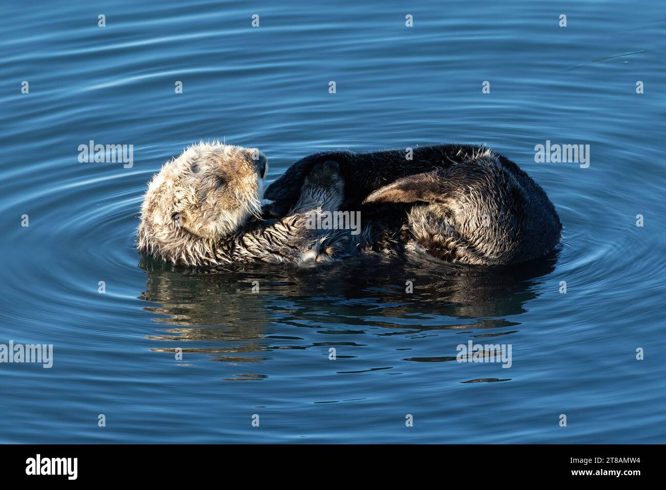 Sea otter (Enhydra lutris) Floating on its back, in Morro Bay, California. Stock Photo