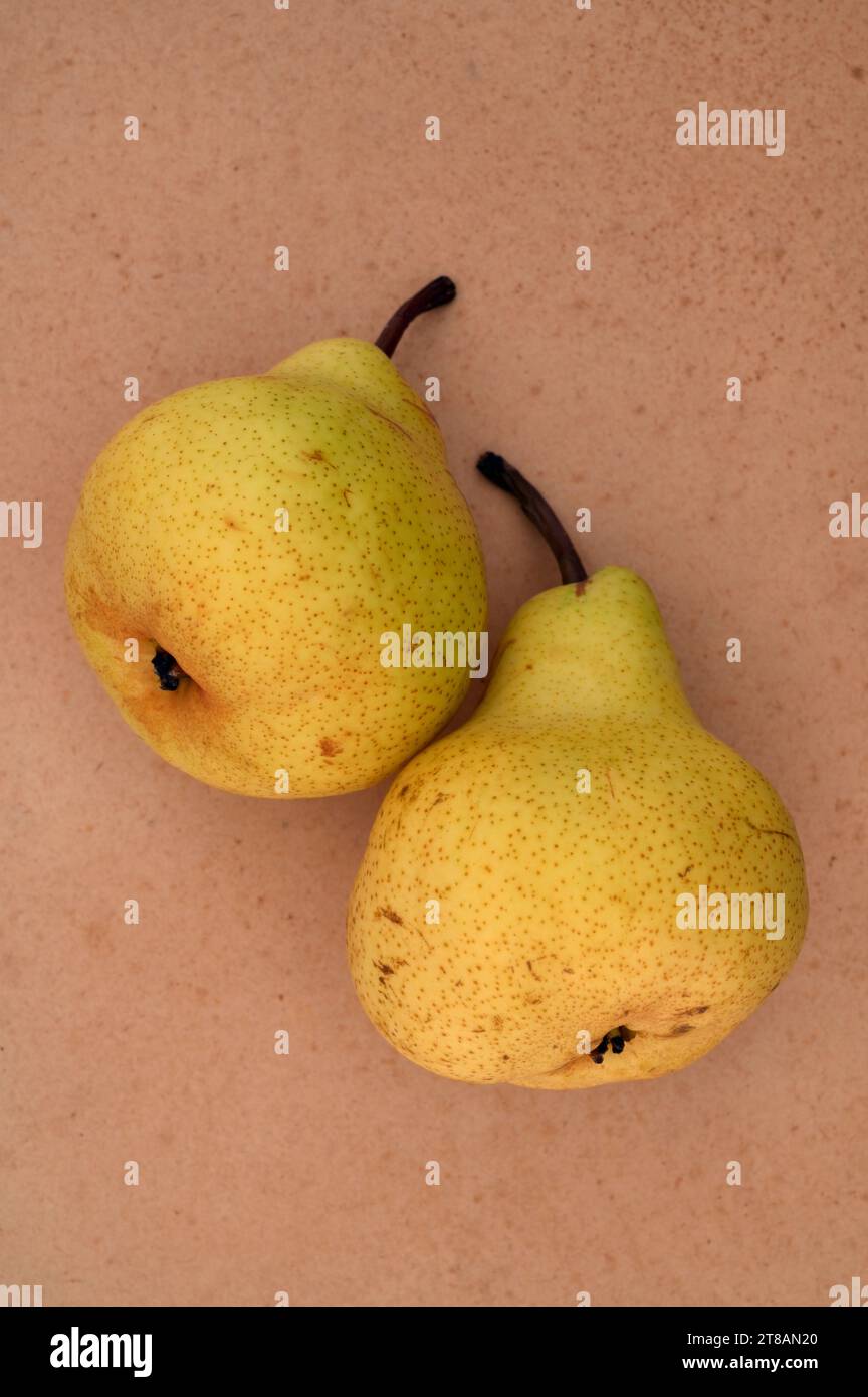 Two fat curvaceous yellow Packham pears lying on antique paper Stock Photo