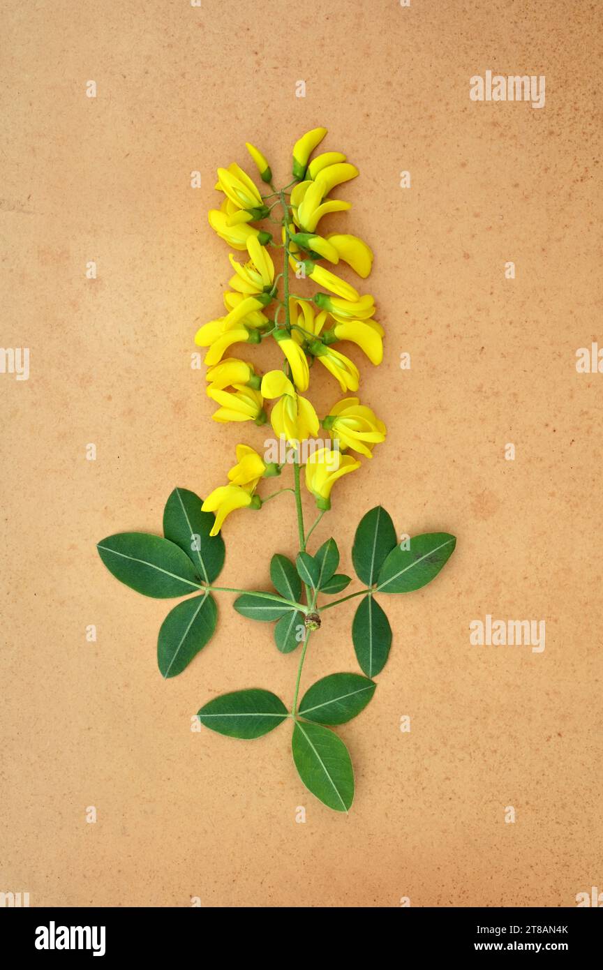 Sprig of yellow flowers and triple green leaves of Laburnum or Laburnum anagyroides tree lying on antique paper Stock Photo