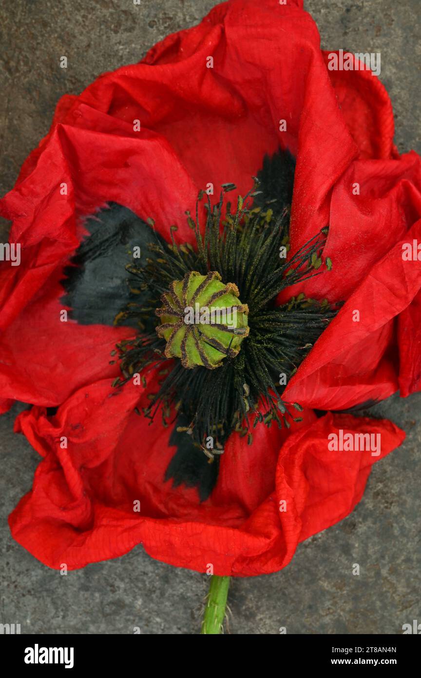 Close up of crumpled wilting red flowerhead of Common Poppy or Papaver rhoeas lying on tarnished metal Stock Photo