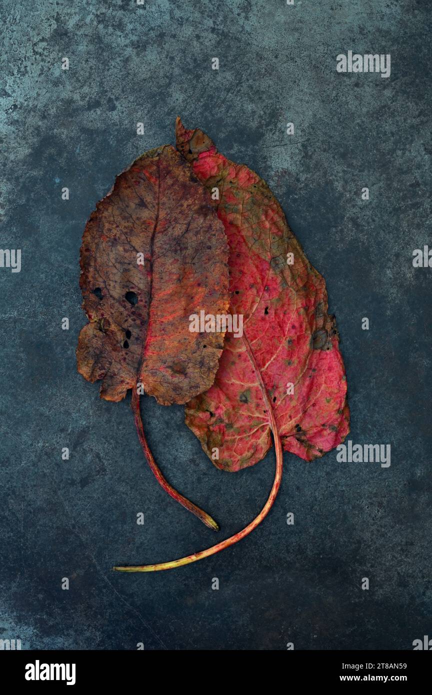 Two scarlet red leaves of Broad leaved dock or Rumex obtusifolius turning brown lying on grey marble Stock Photo