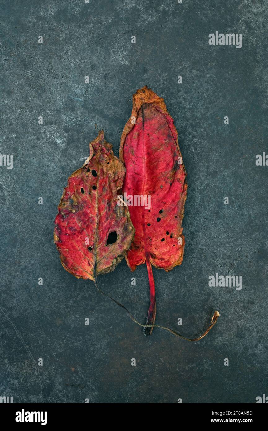 Two scarlet red leaves of Broad leaved dock or Rumex obtusifolius turning brown lying on grey marble Stock Photo