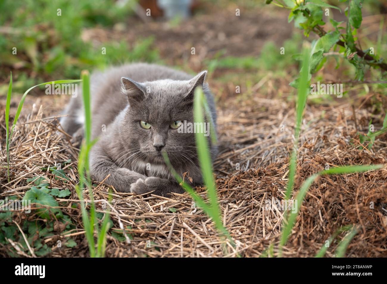 A gray stray cat with green eyes enjoys the serene beauty of the autumn season, surrounded by colorful foliage outdoors. Animal protection concept Stock Photo