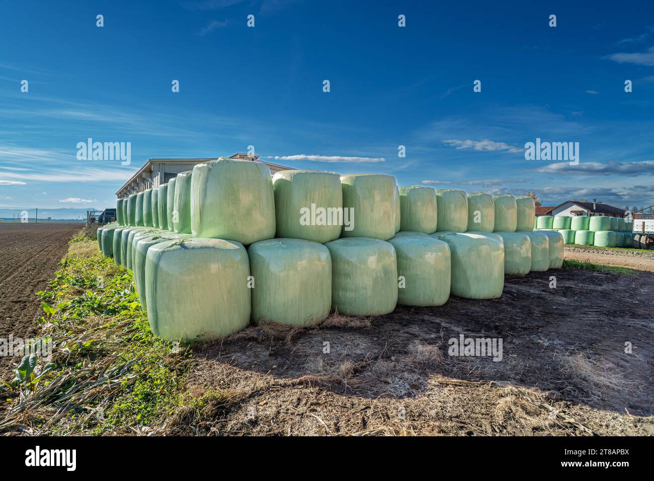 Plastic-wrapped hay bales stacked near the barn on the Italian country farm in the Po Valley in the province of Turin under blue skies Stock Photo
