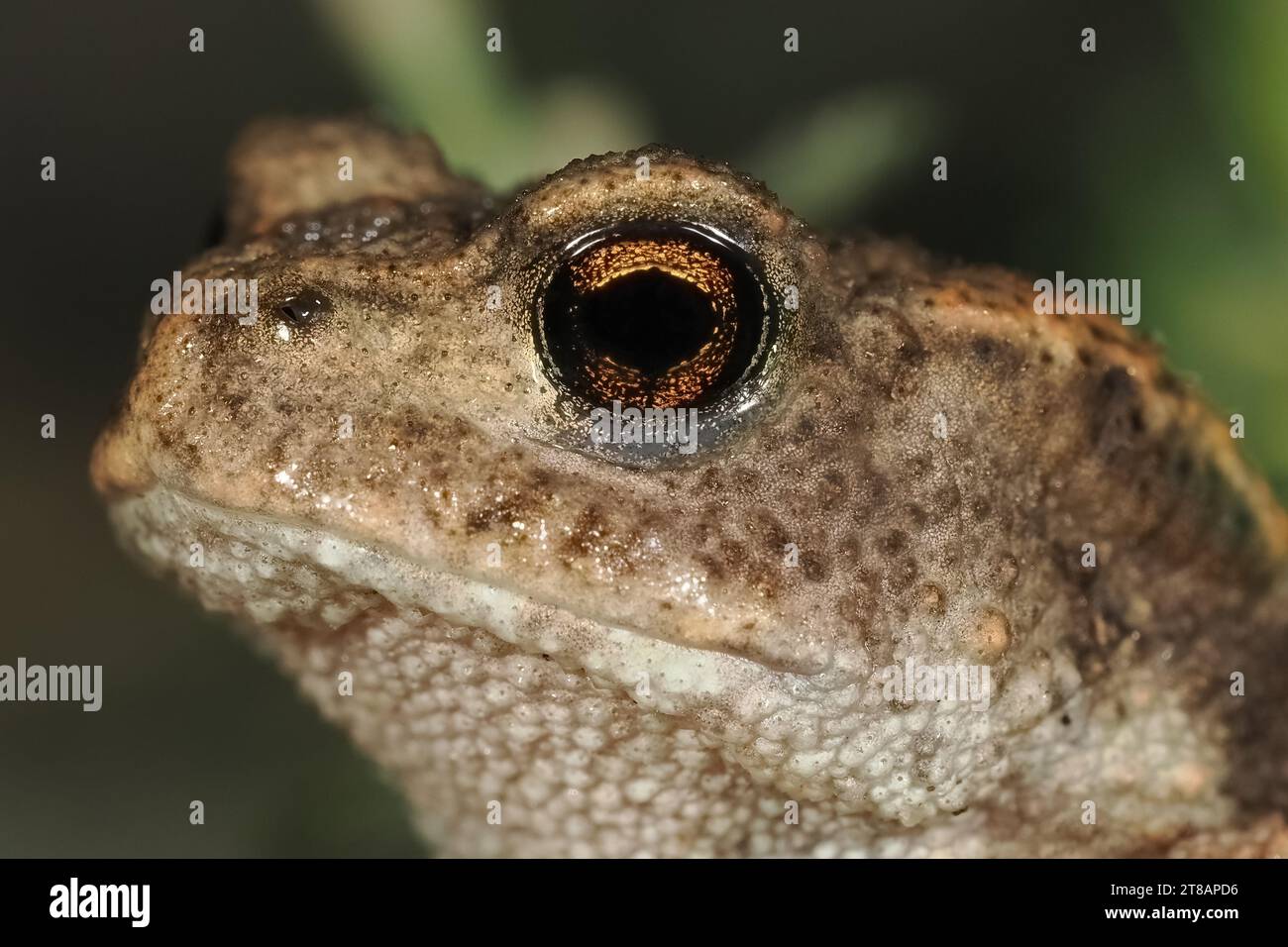 European toad (Bufo bufo) in its natural environment Stock Photo