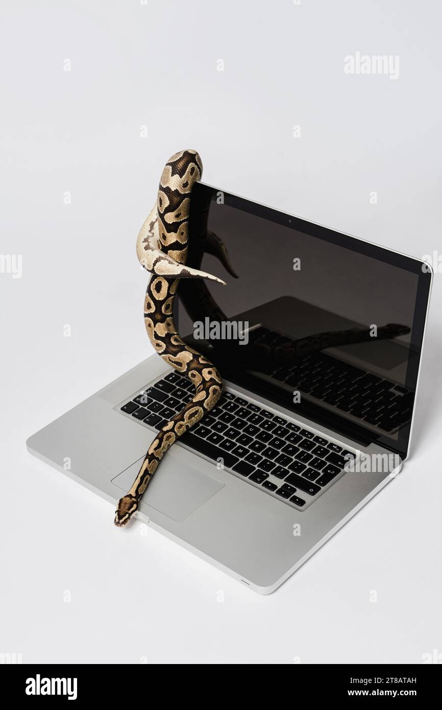 Python snake and laptop computer. Concept of using high-level ...