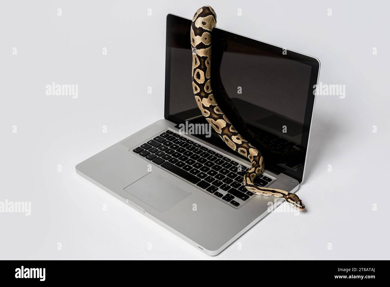 Python snake and laptop computer. Concept of using high-level ...