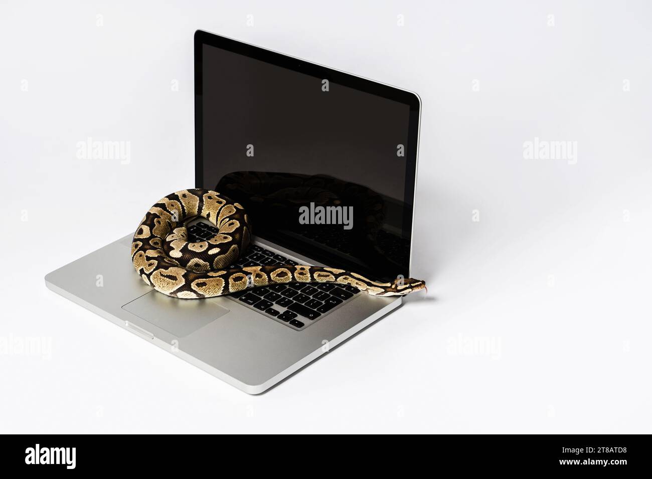 Python snake and laptop computer. Concept of using high-level ...