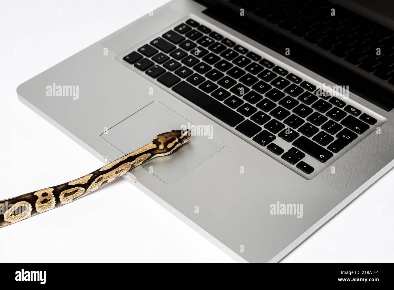 Python snake and laptop computer. Concept of using high-level ...