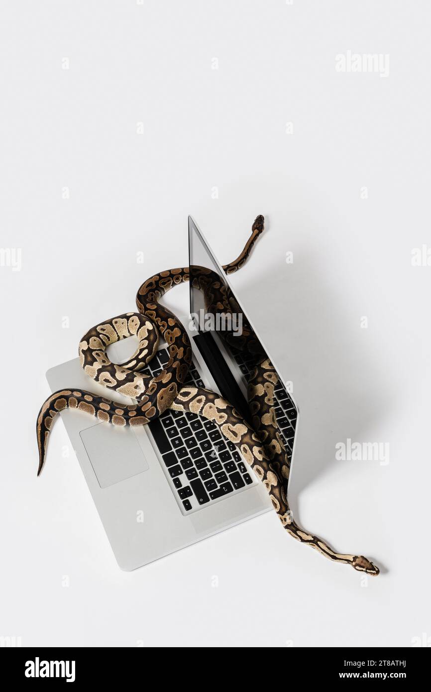 Python snakes and laptop computer. Concept of using high-level ...