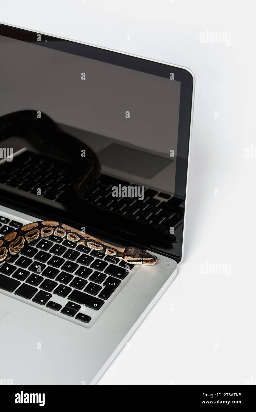 Python snakes and laptop computer. Concept of using high-level ...