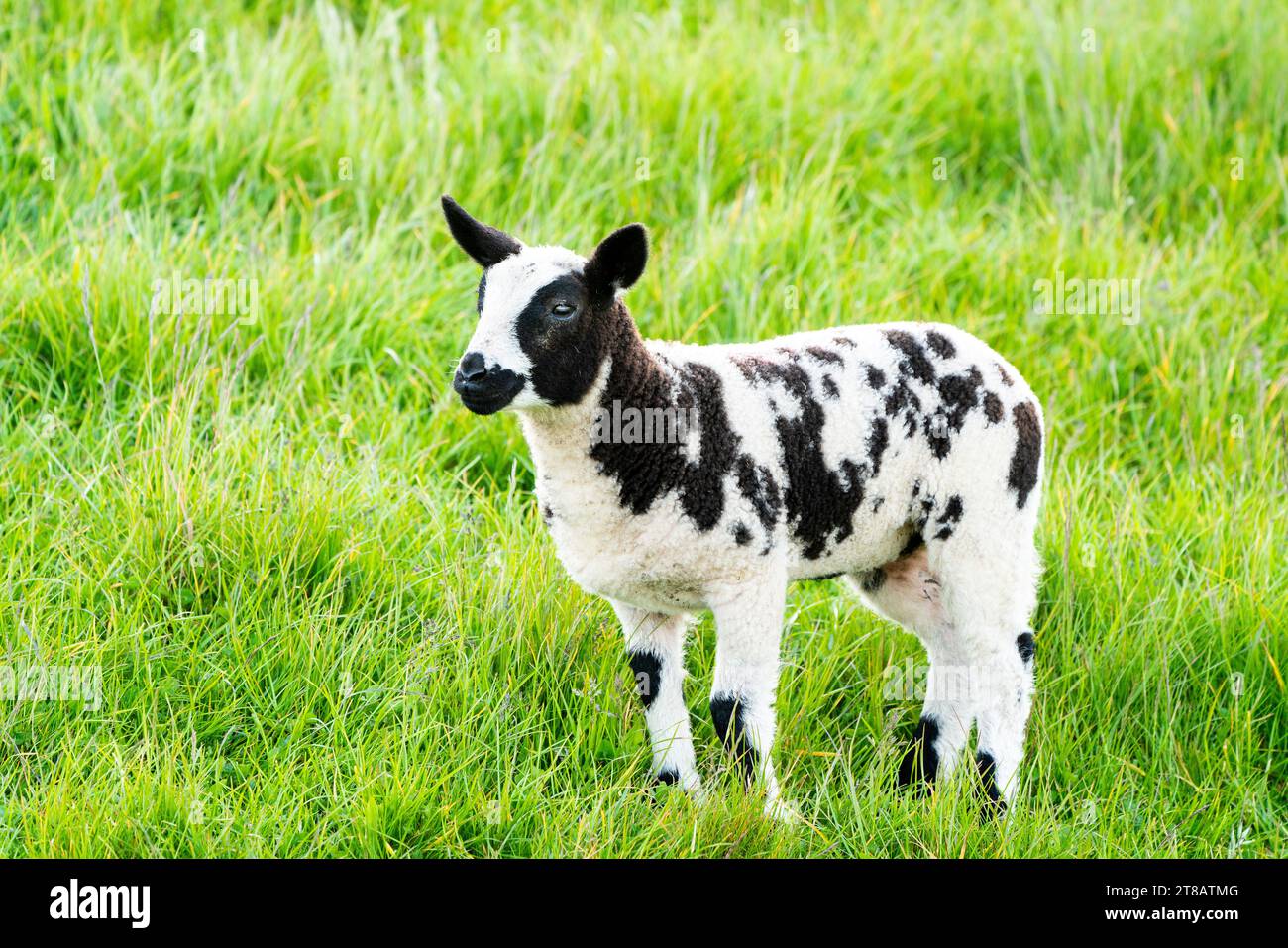 On the meadow in nature there is a beautiful young lamb Stock Photo