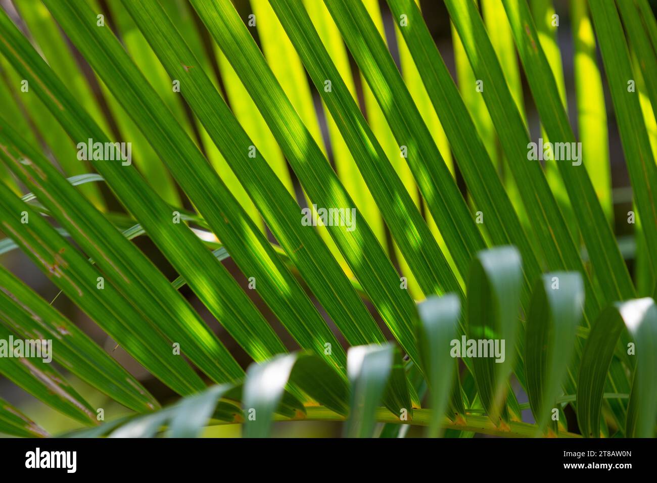 Sunlight on green lines of palm brench leaves Stock Photo