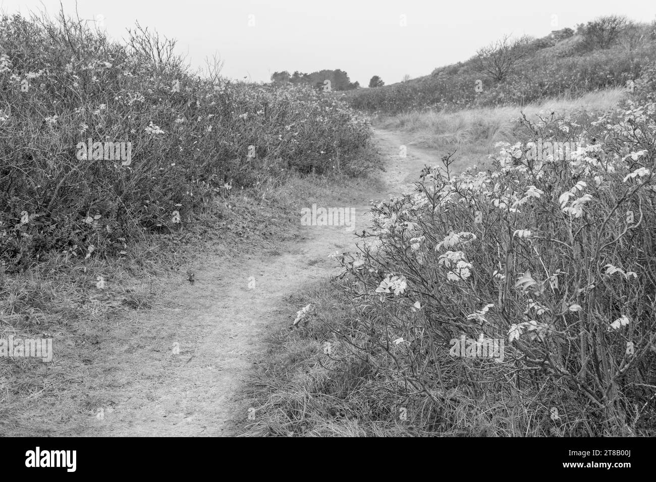 the island of Wangerooge Stock Photo Alamy